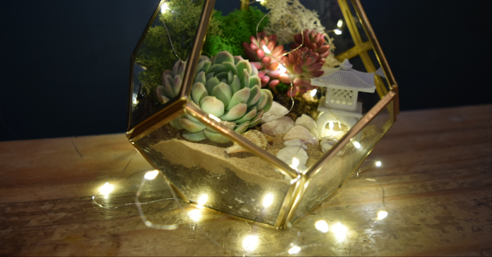 Geometric Terrarium Kit with Succulent or Cactus UK Plant Gift