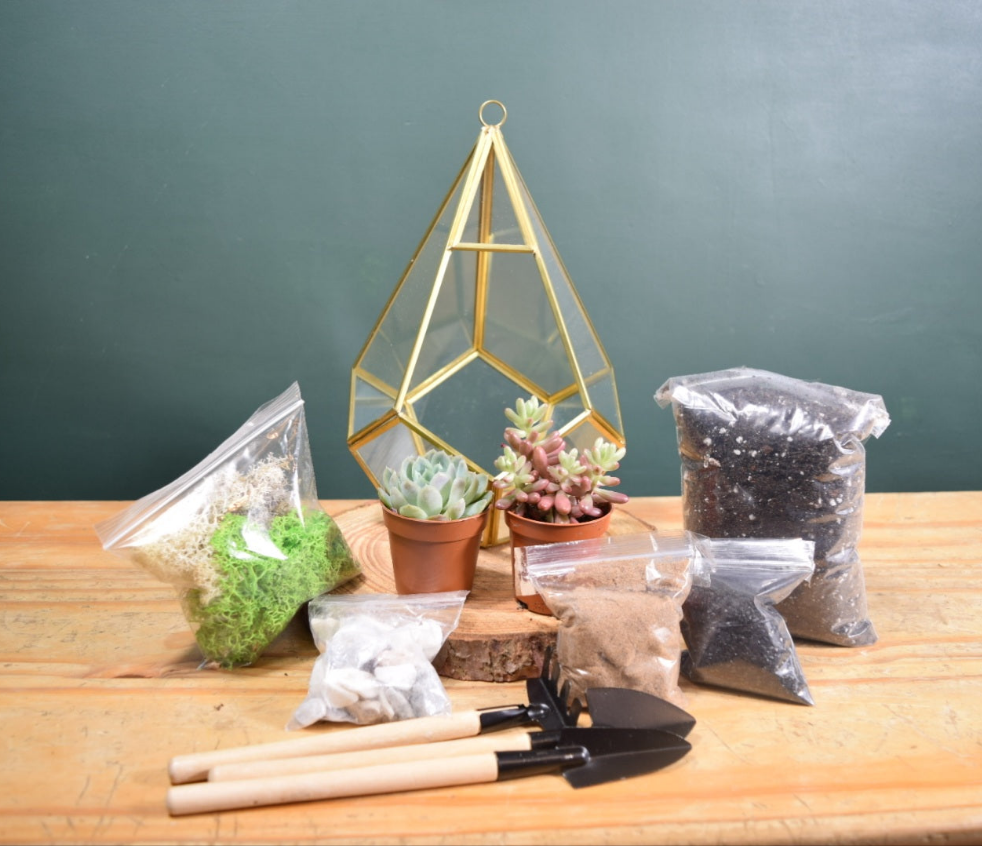 Geometric Terrarium Kit with Succulent or Cactus UK Plant Gift