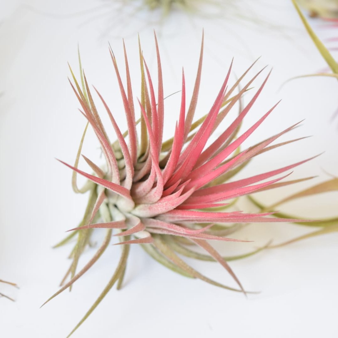 Air Plant Mix - Tillandsias - Plant Lover Gift