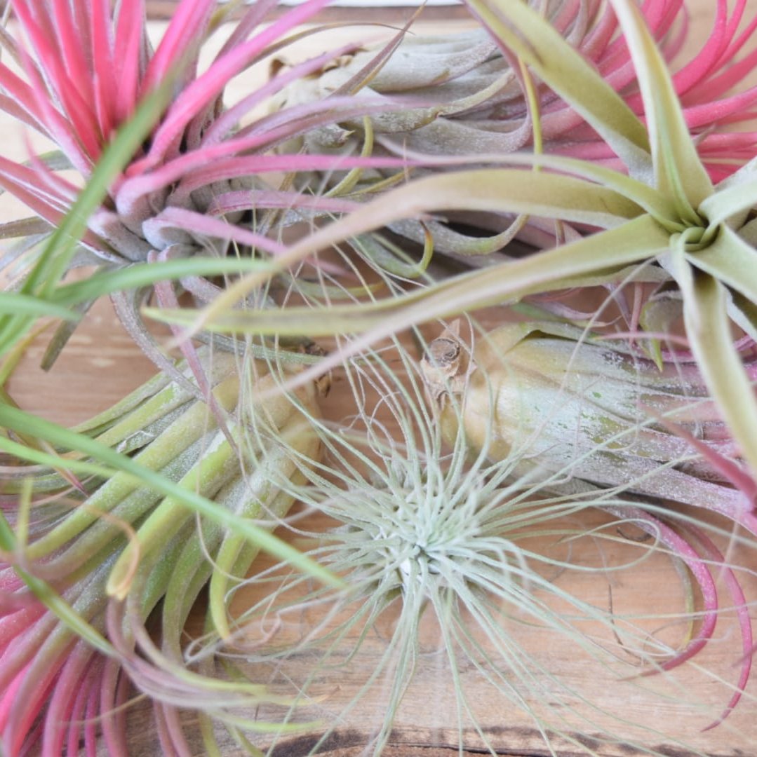 Air Plant Mix - Tillandsias - Plant Lover Gift