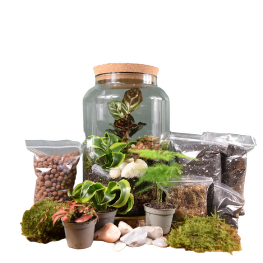 Large Terrarium Kit with 3 Plants Plant Lover Gift Closed Terrarium