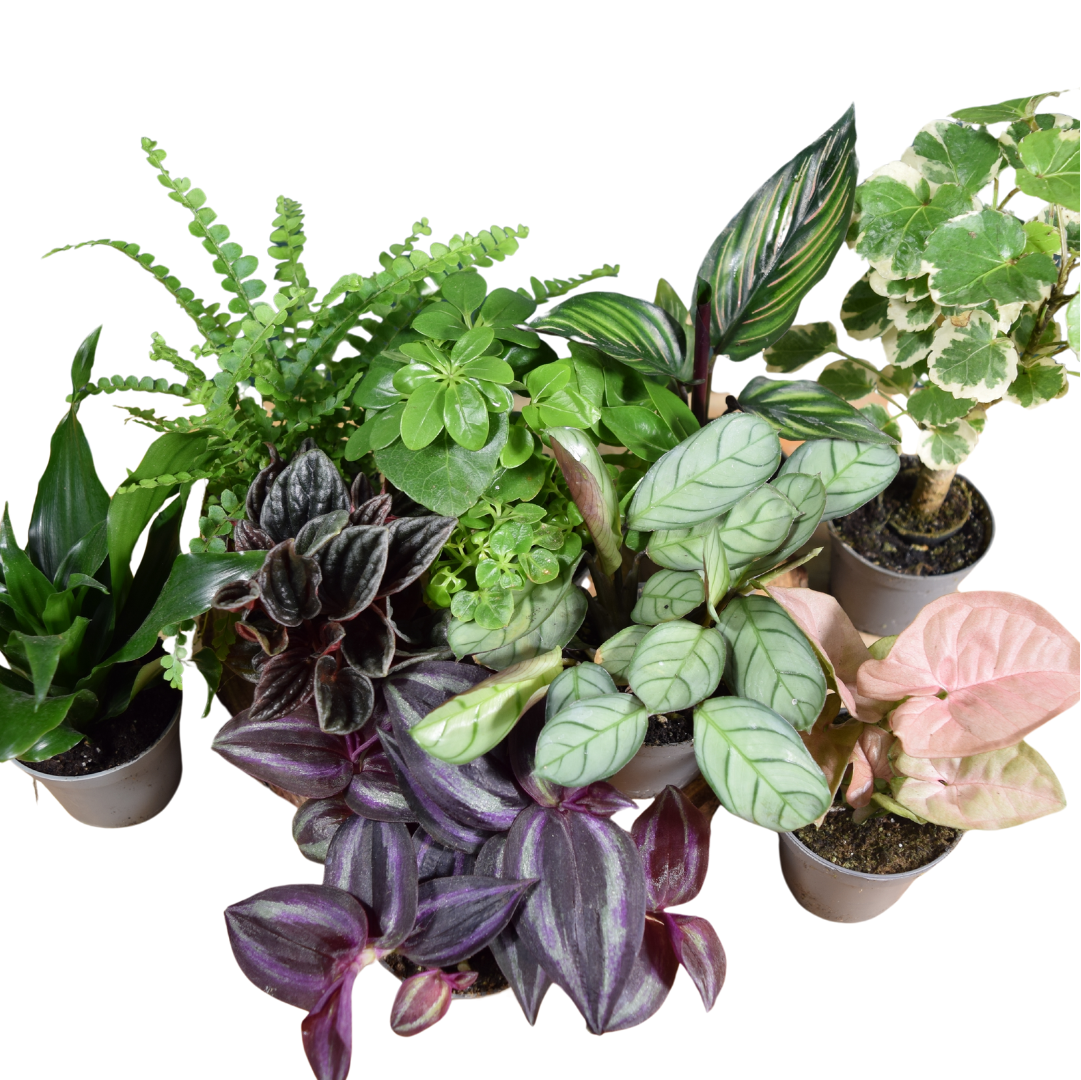 Surprise Terrarium Plant Mix in 5-6cm pots - Plant Gift - Fittonia, Calathea - Baby Plants
