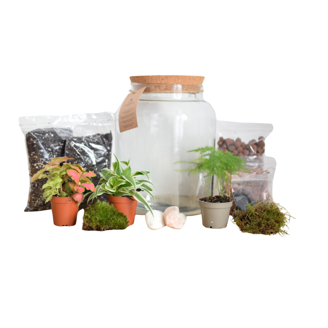 DIY Terrarium Kit with 3 Plants - Closed Terrarium - Everything needed for a terrarium project