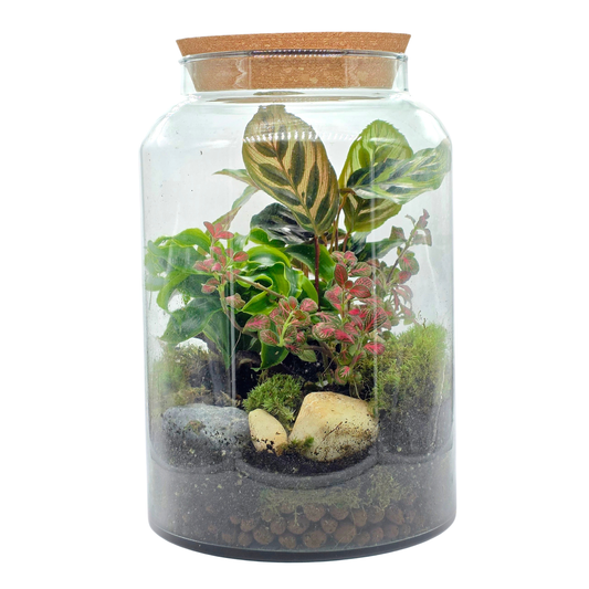 Large Terrarium Kit with 3 Plants - Closed Terrarium Gift for Plant Lovers