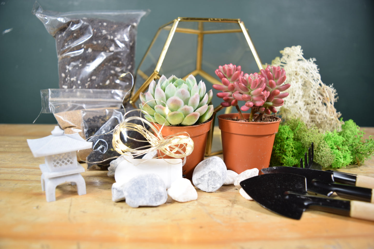 Black Terrarium Kit with Succulent or Cactus - Geometric Terrarium - Plant Lover Gift
