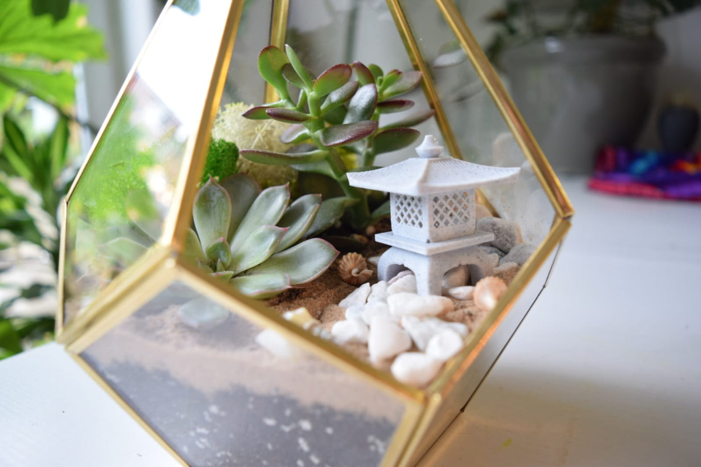 Geometric Terrarium Kit with Succulent or Cactus UK Plant Gift