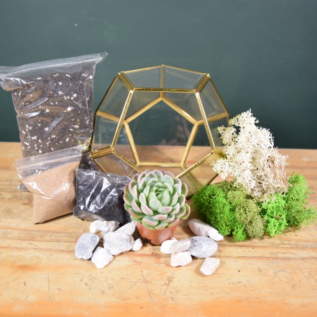 DIY terrarium kit with succulents. Gold lantern. Soil Mix, Decorative rocks, activated carbon, sand, reindeer moss