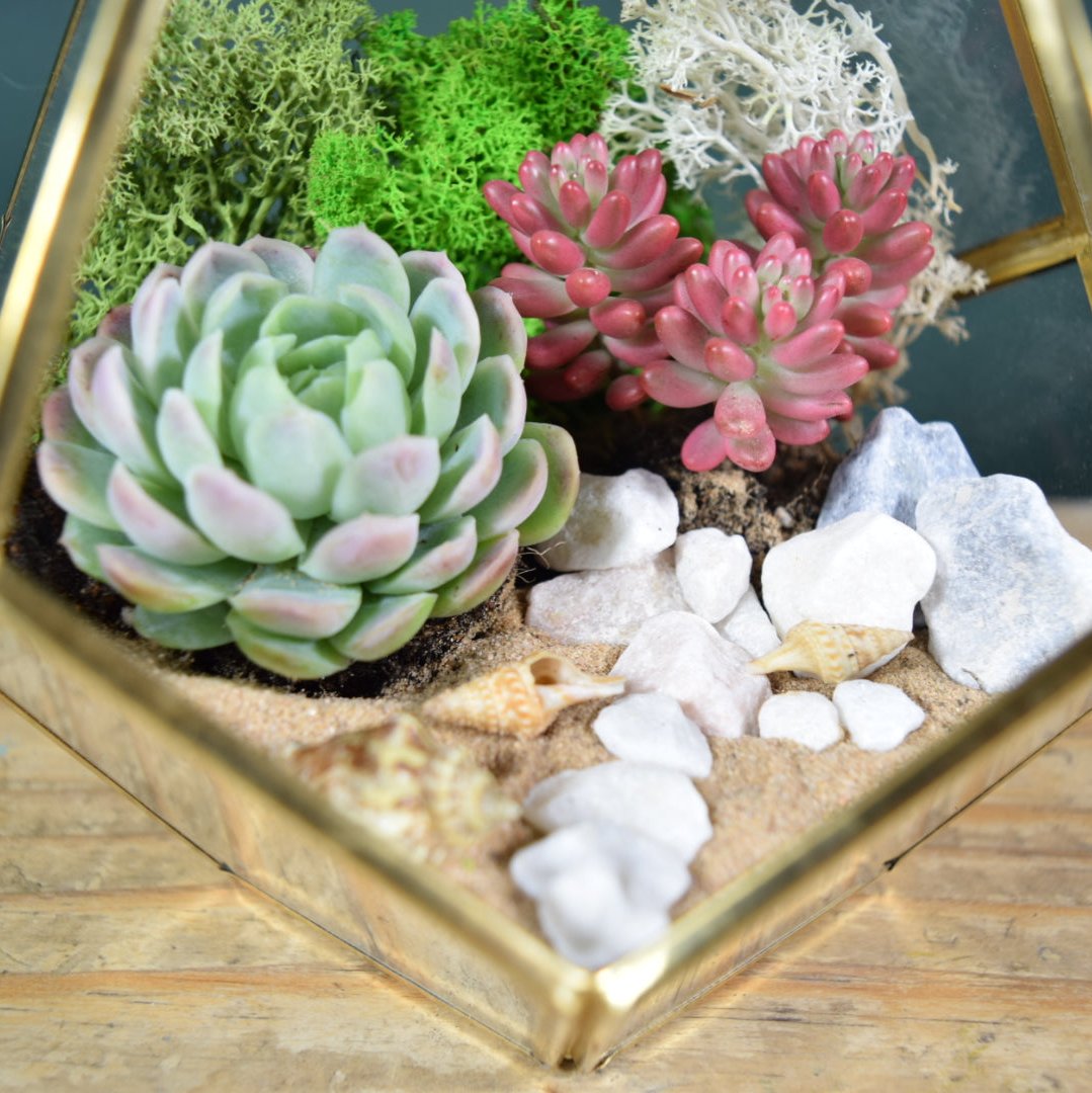 Gold Geometric Terrarium Kit with Succulent or Cactus | Mother's Day Plant Gift