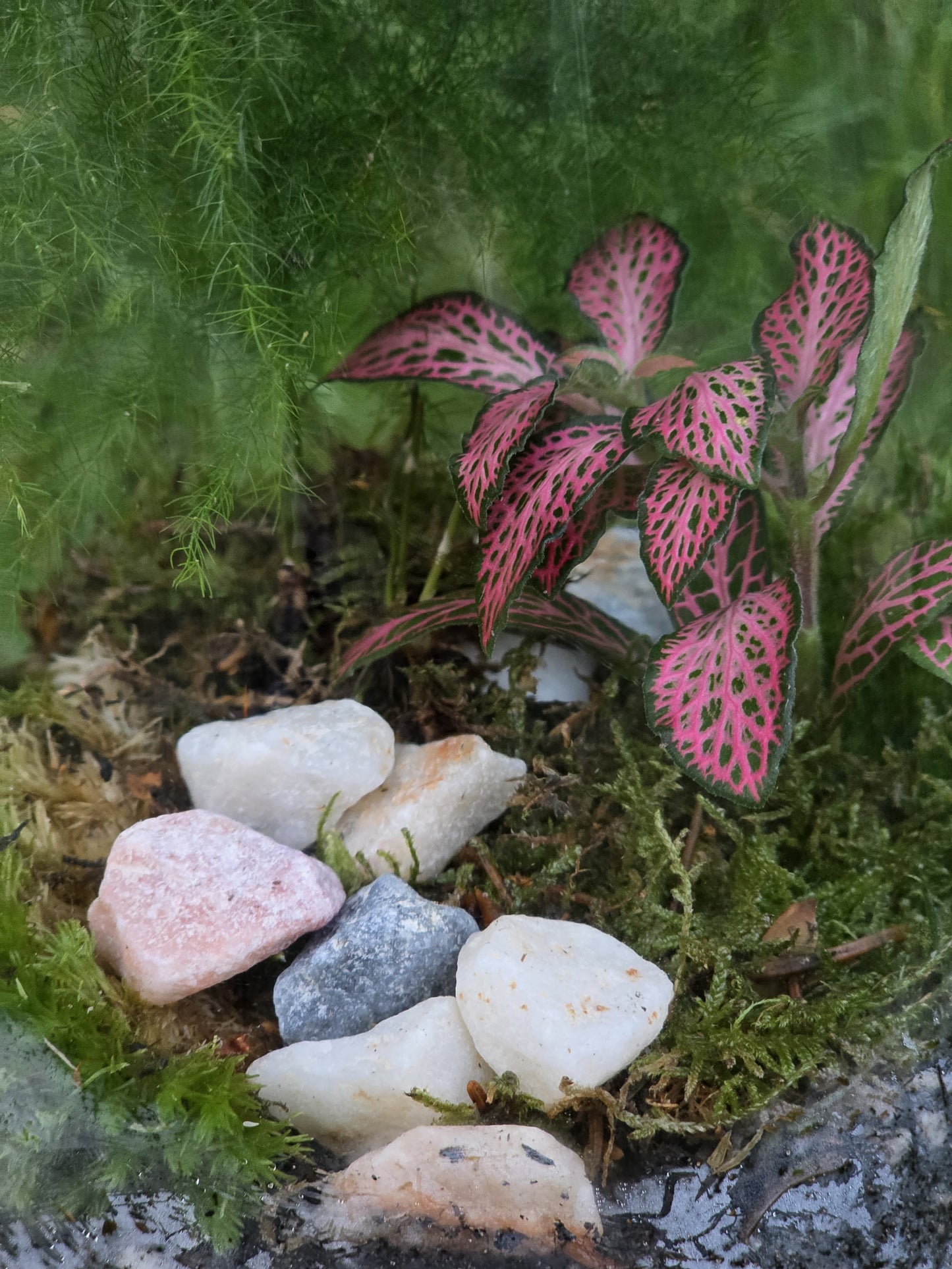 Small DIY Terrarium Kit with 2 Plants - Closed Terrarium - Everything needed for a terrarium project