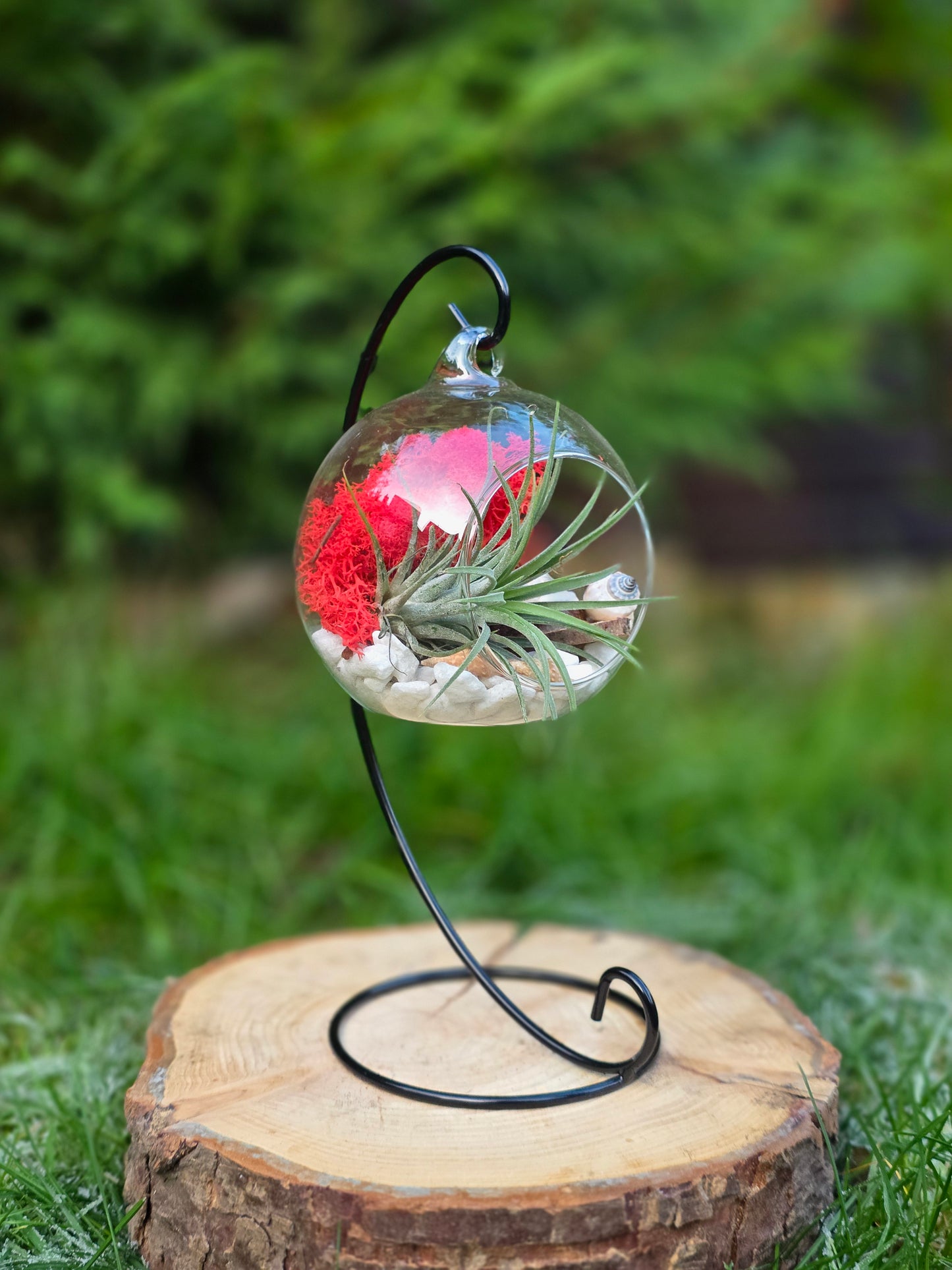 DIY Terrarium Air Plant Kit - Red Moss - Black Plant Stand
