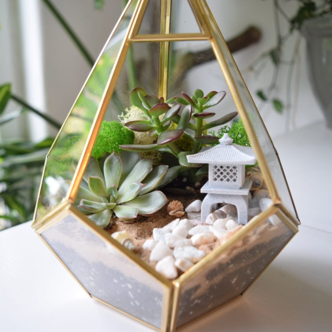 planting a terrarium uk Geometric Terrarium Kit with Succulent or Cactus UK Plant Gift – The Botanic Hub