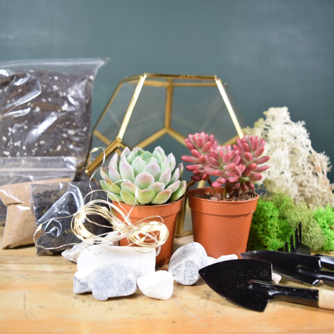 Gold Geometric Terrarium Kit with Succulent or Cactus | Mother's Day Plant Gift