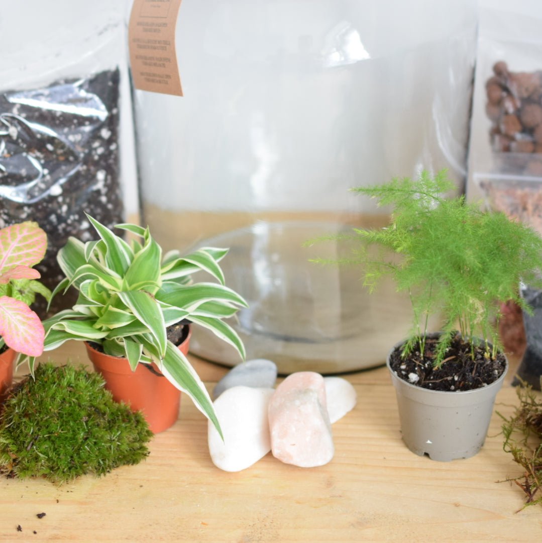 Terrarium Kit