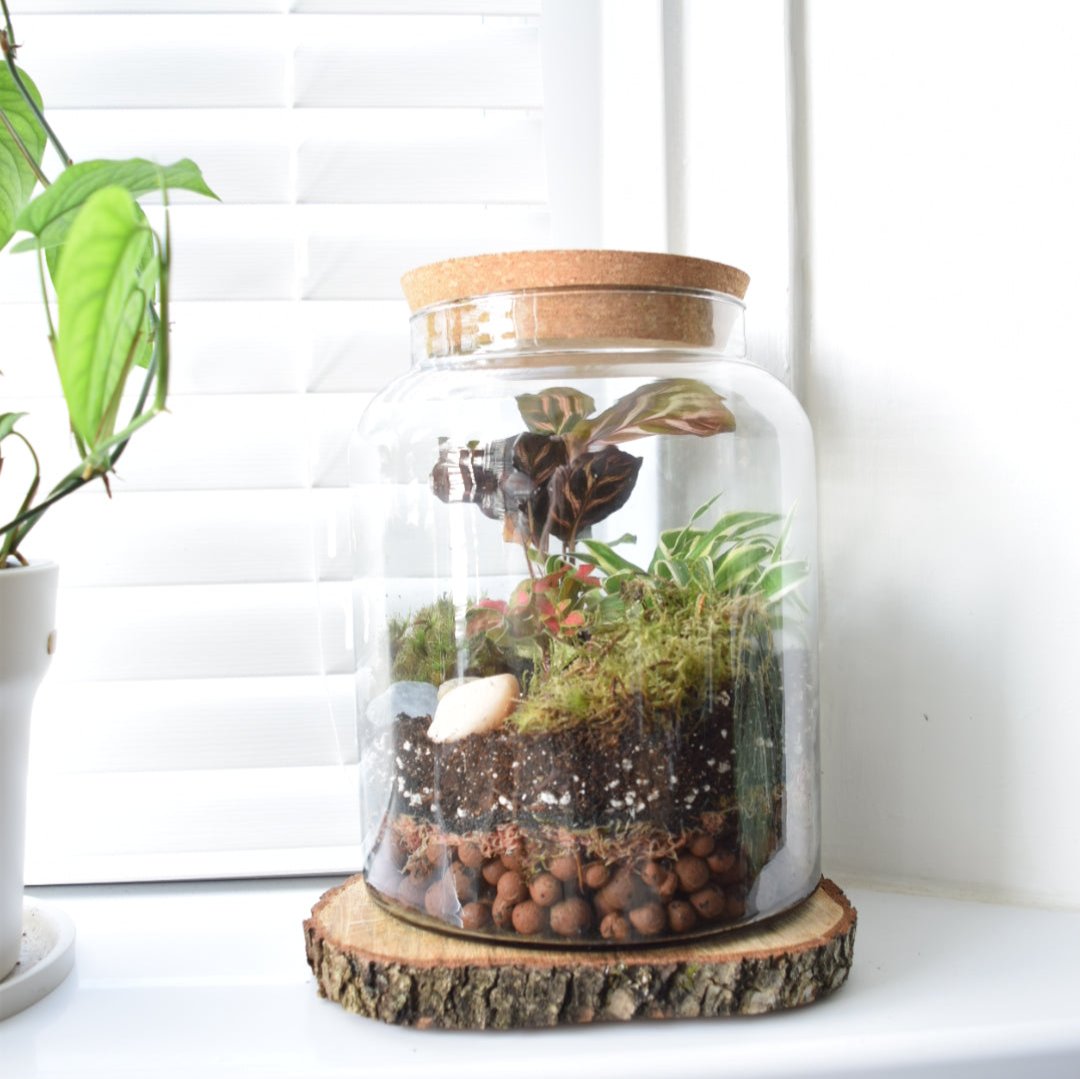 Terrarium Kit with Plants