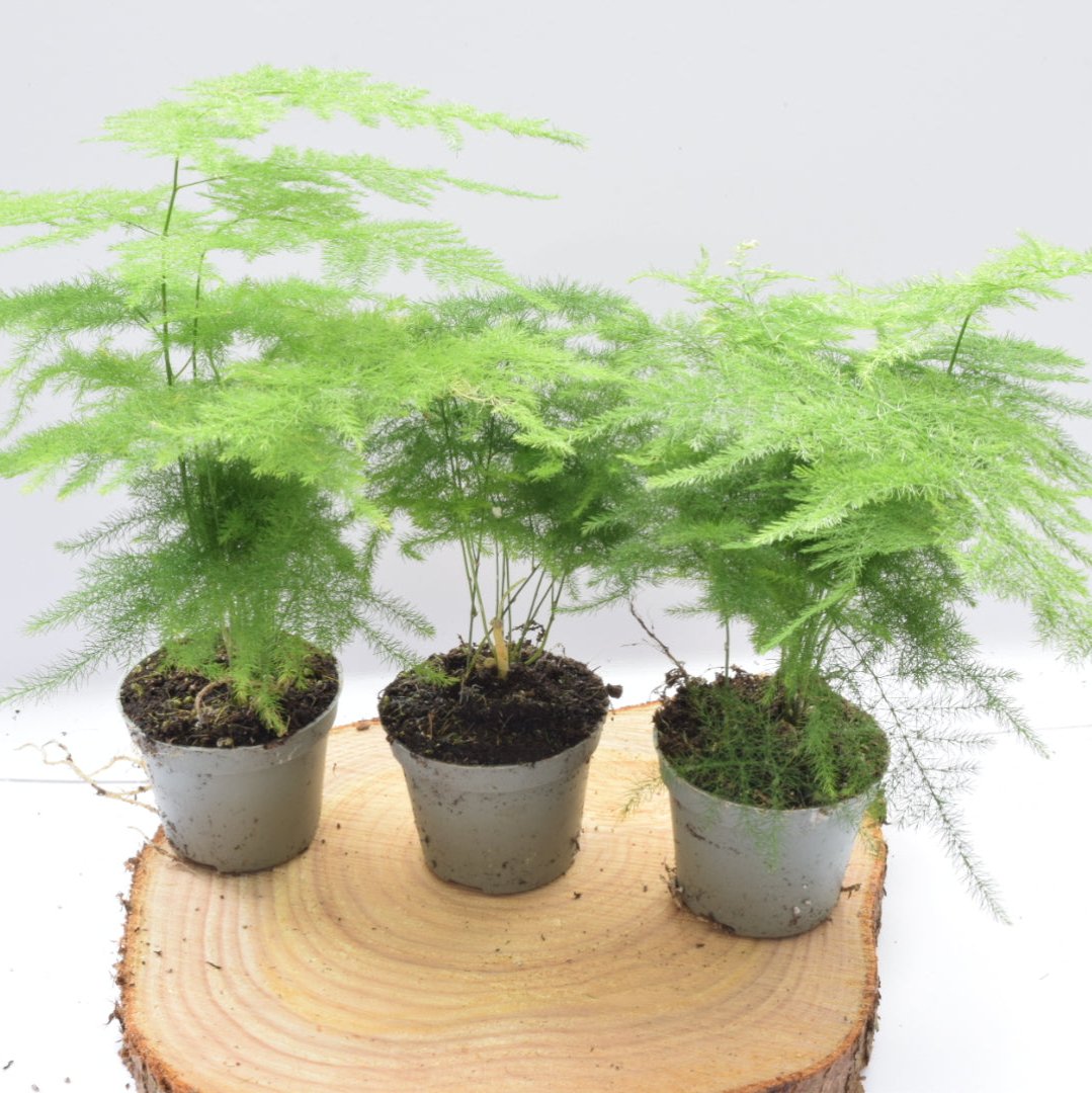 Asparagus Fern in 6cm pot - Terrarium Plants