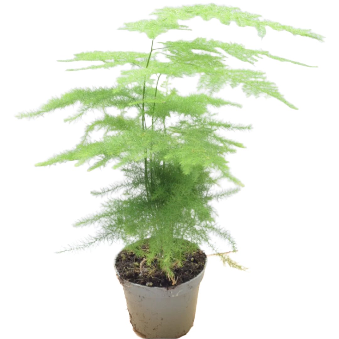 Asparagus Fern in 6cm pot - Terrarium Plants