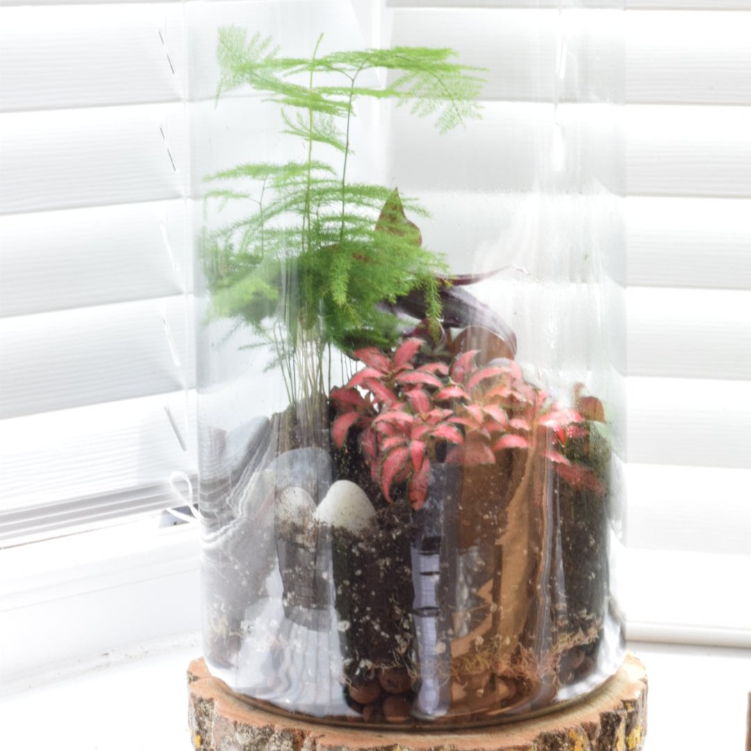 Asparagus Fern in 6cm pot - Terrarium Plants