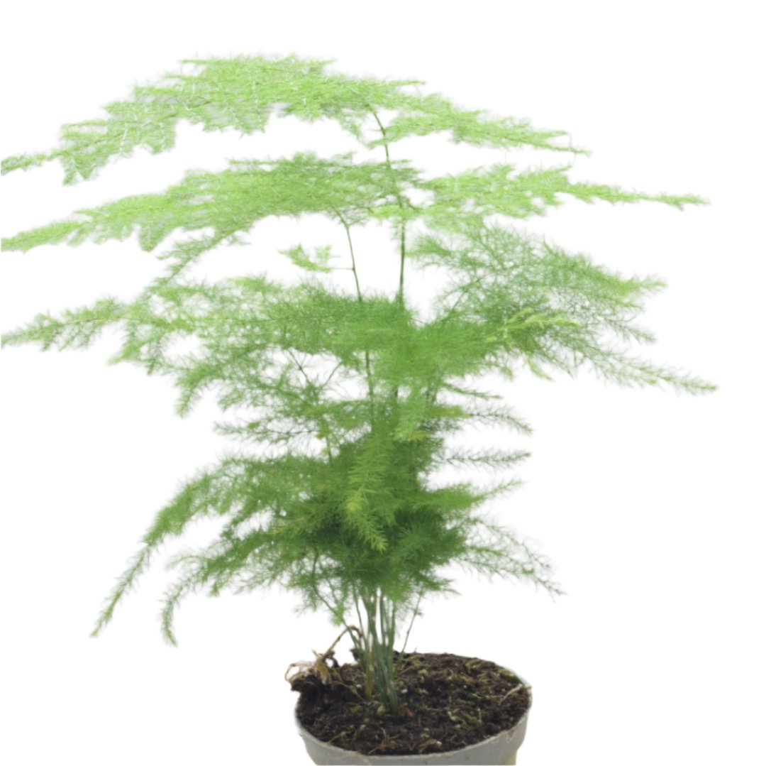 Asparagus Fern in 6cm pot - Terrarium Plants