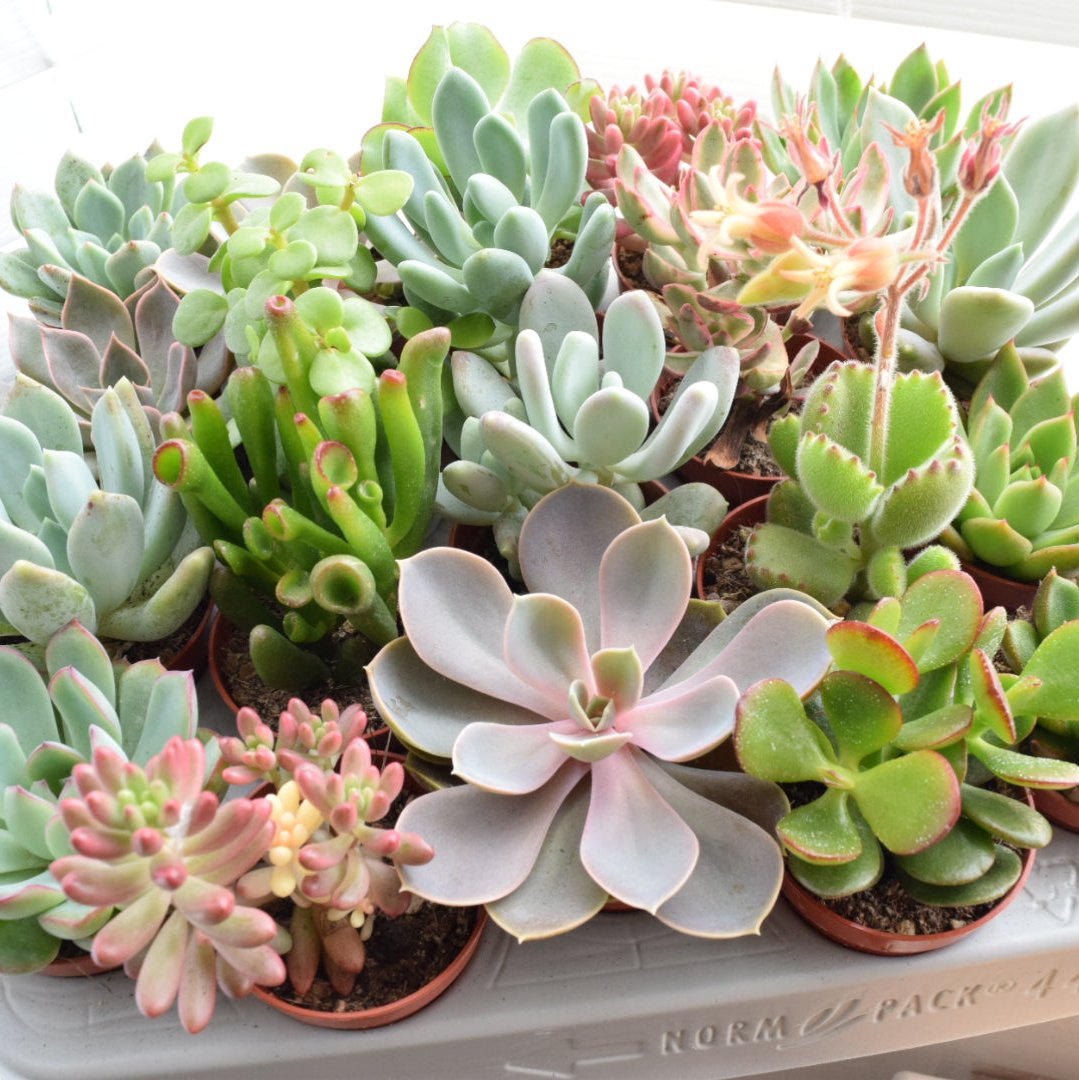 Gold Geometric Terrarium Kit with Succulent or Cactus | Mother's Day Plant Gift