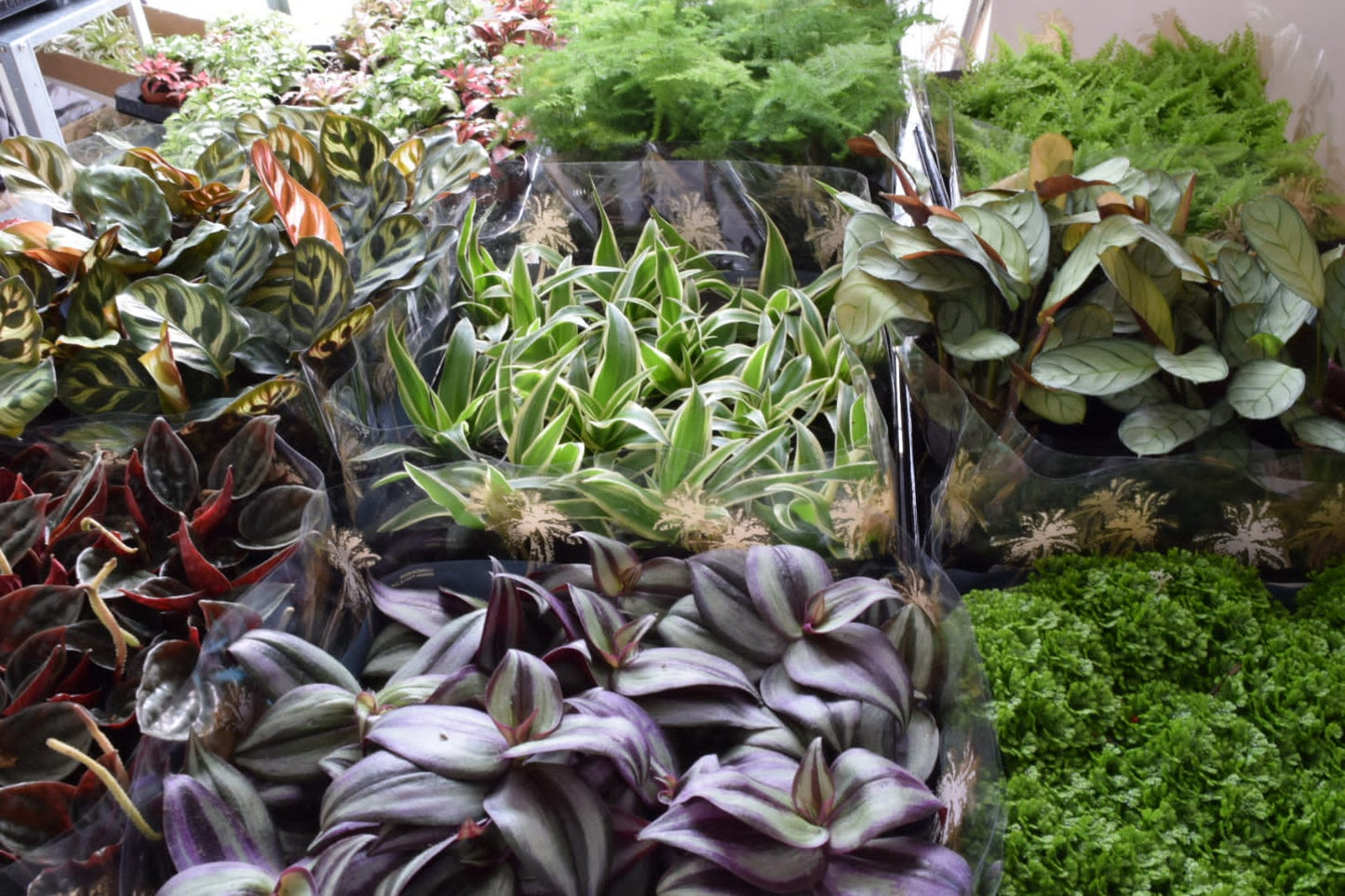 Surprise Terrarium Plant Mix in 5-6cm pots - Plant Gift - Fittonia, Calathea - Baby Plants