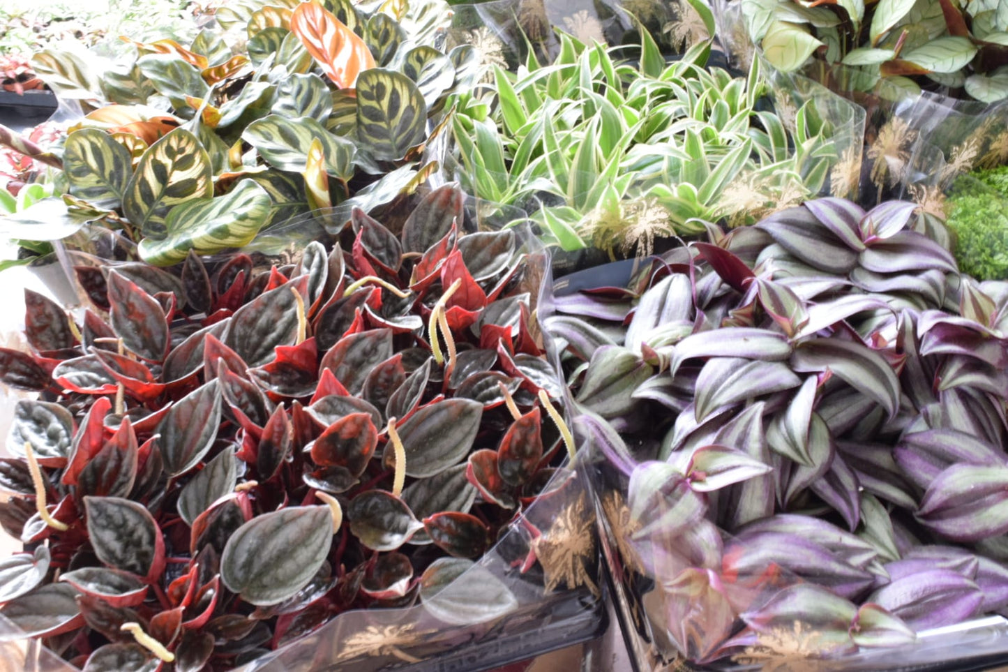 Surprise Terrarium Plant Mix in 5-6cm pots - Plant Gift - Fittonia, Calathea - Baby Plants