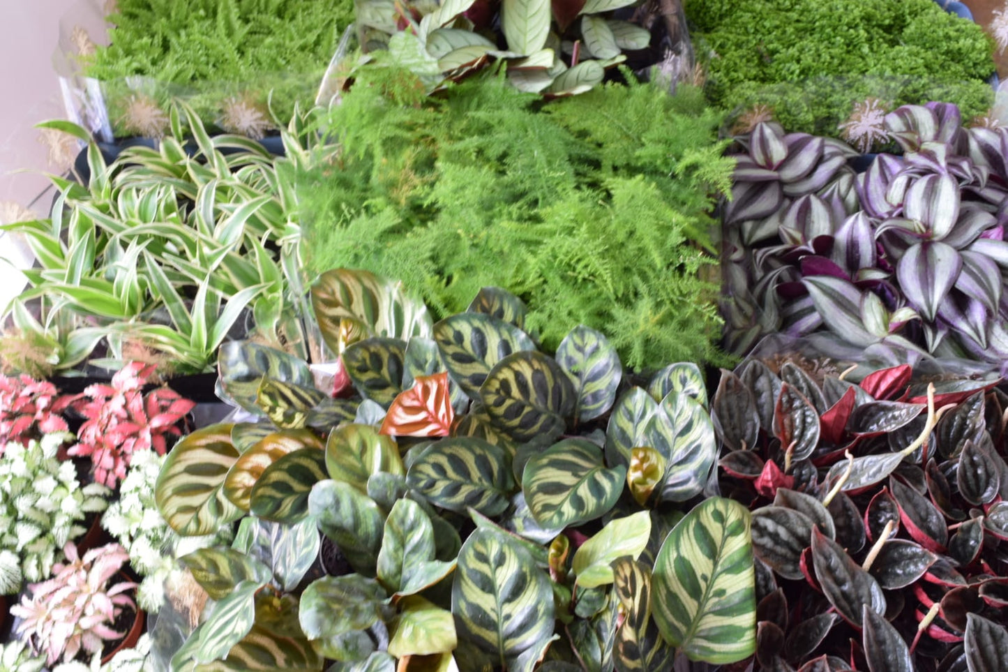 Surprise Terrarium Plant Mix in 5-6cm pots - Plant Gift - Fittonia, Calathea - Baby Plants