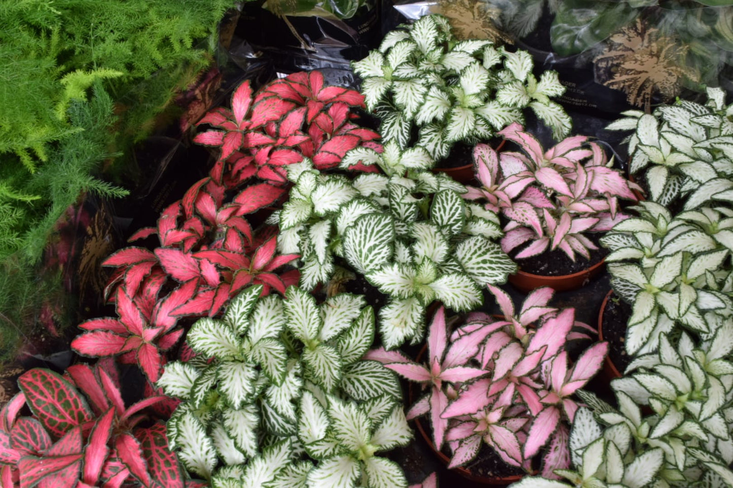 Surprise Terrarium Plant Mix in 5-6cm pots - Plant Gift - Fittonia, Calathea - Baby Plants