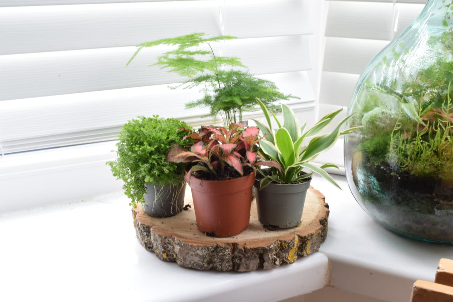 Surprise Terrarium Plant Mix in 5-6cm pots - Plant Gift - Fittonia, Calathea - Baby Plants