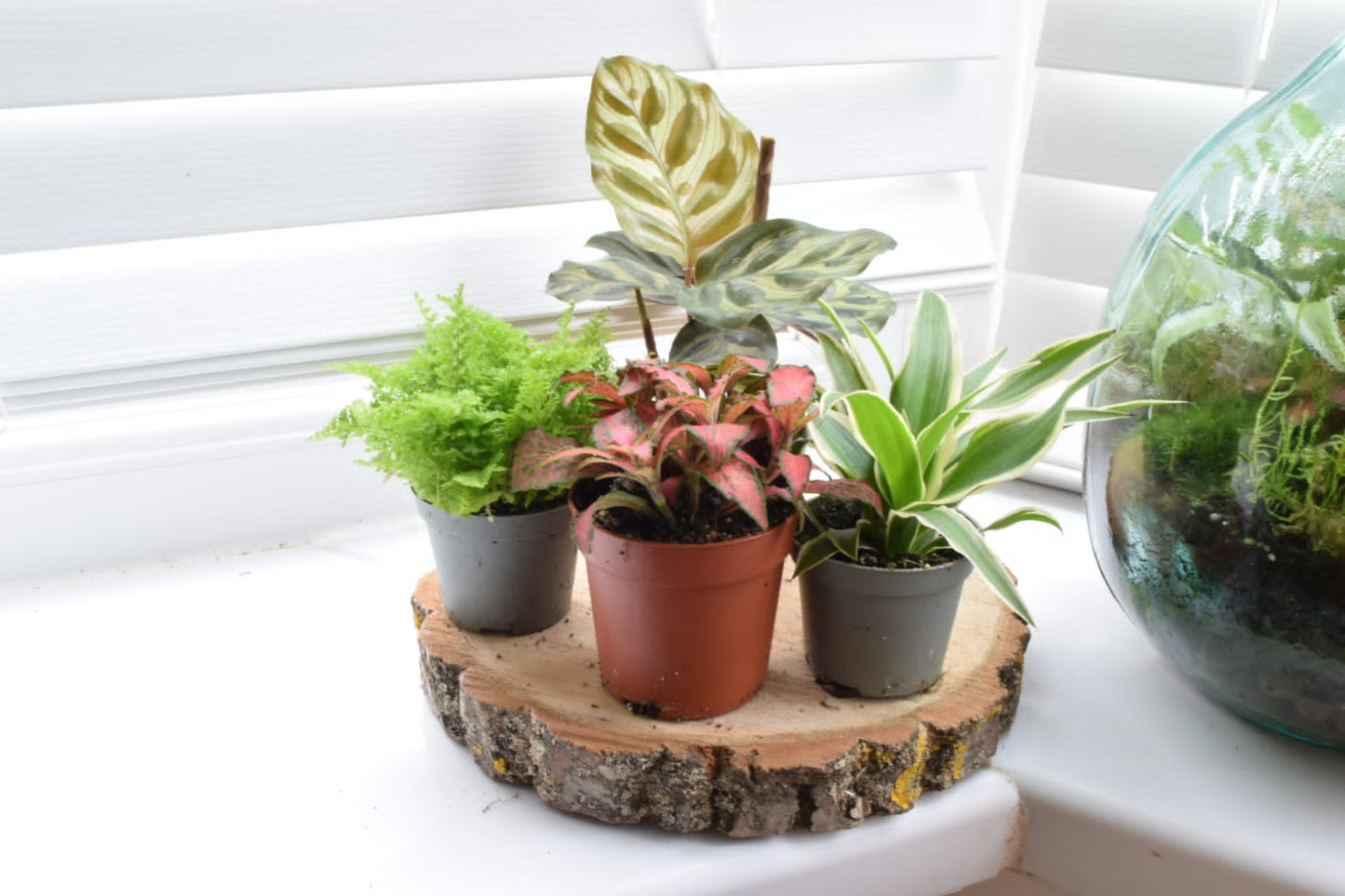Surprise Terrarium Plant Mix in 5-6cm pots - Plant Gift - Fittonia, Calathea - Baby Plants
