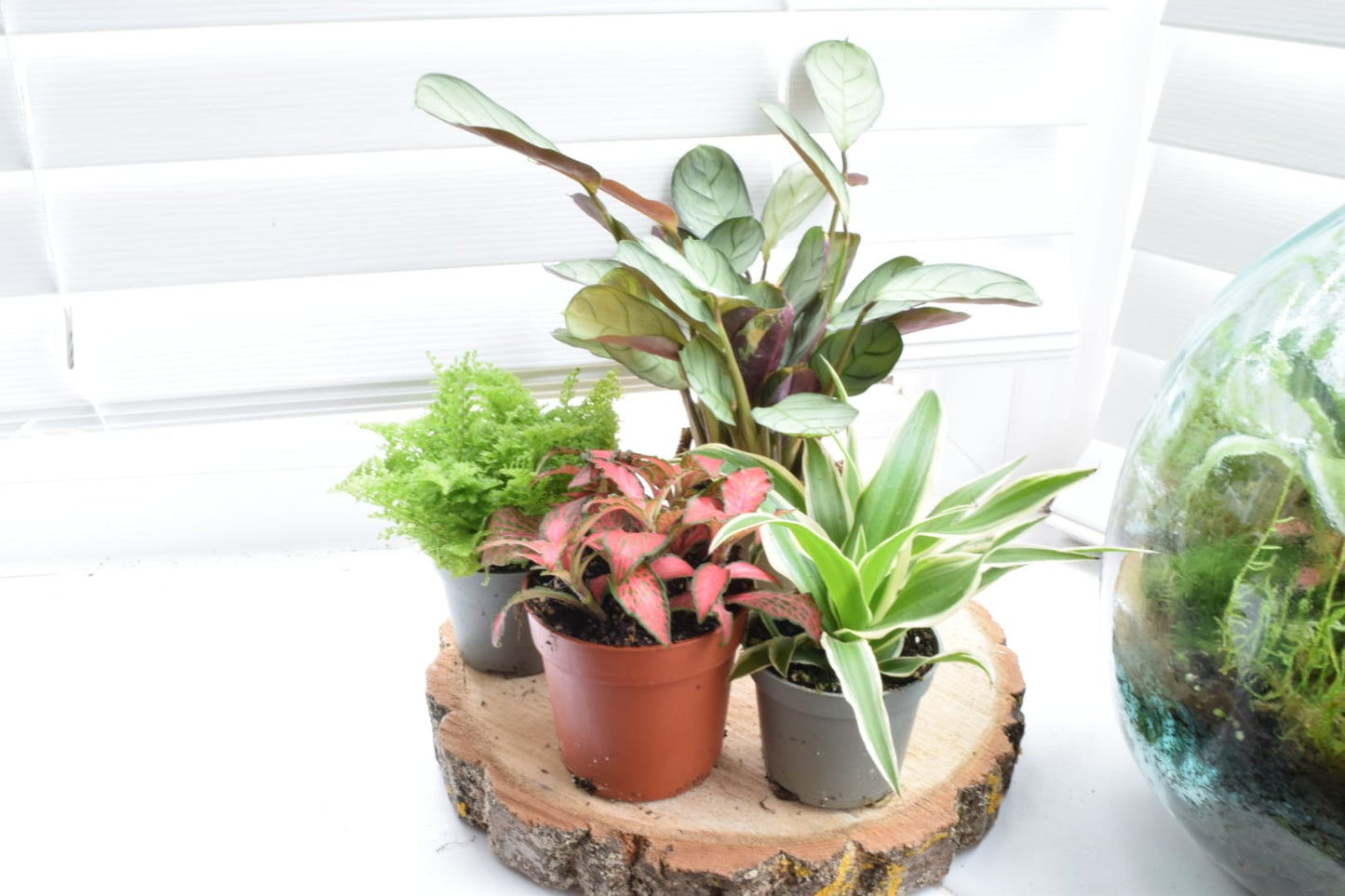 Surprise Terrarium Plant Mix in 5-6cm pots - Plant Gift - Fittonia, Calathea - Baby Plants