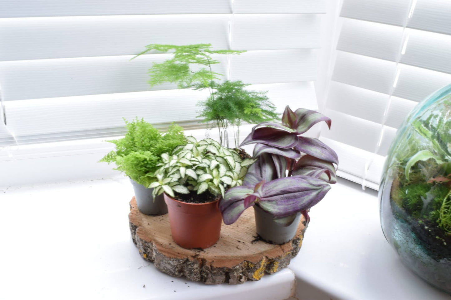 Surprise Terrarium Plant Mix in 5-6cm pots - Plant Gift - Fittonia, Calathea - Baby Plants