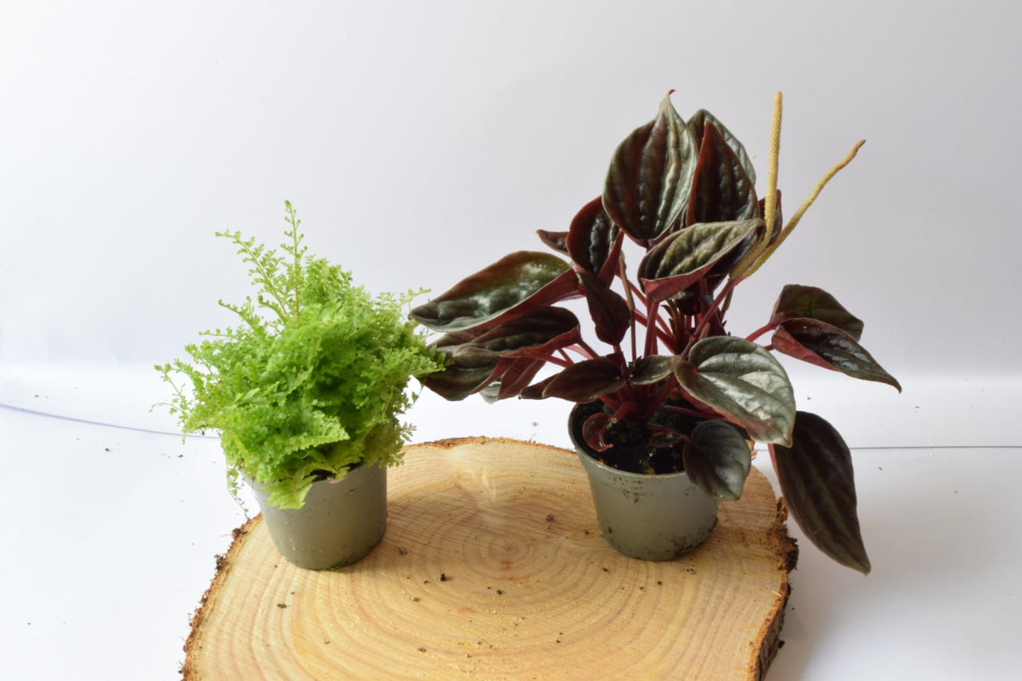 Surprise Terrarium Plant Mix in 5-6cm pots - Plant Gift - Fittonia, Calathea - Baby Plants