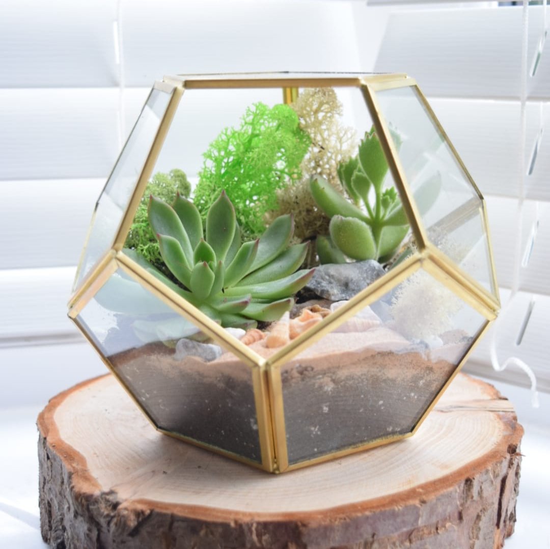 Gold Geometric Terrarium Kit with Succulent or Cactus | Plant Gift
