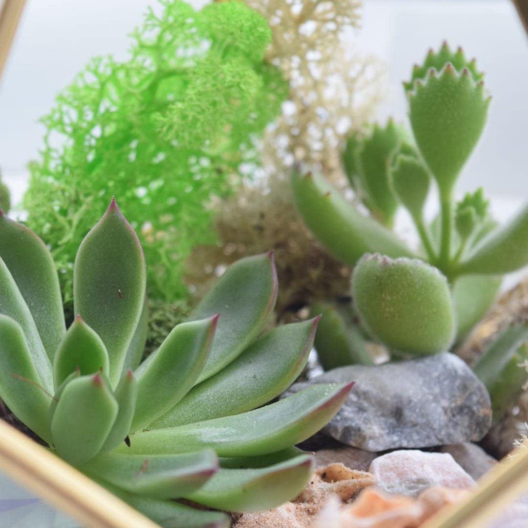 Gold Geometric Terrarium Kit with Succulent or Cactus | Mother's Day Plant Gift