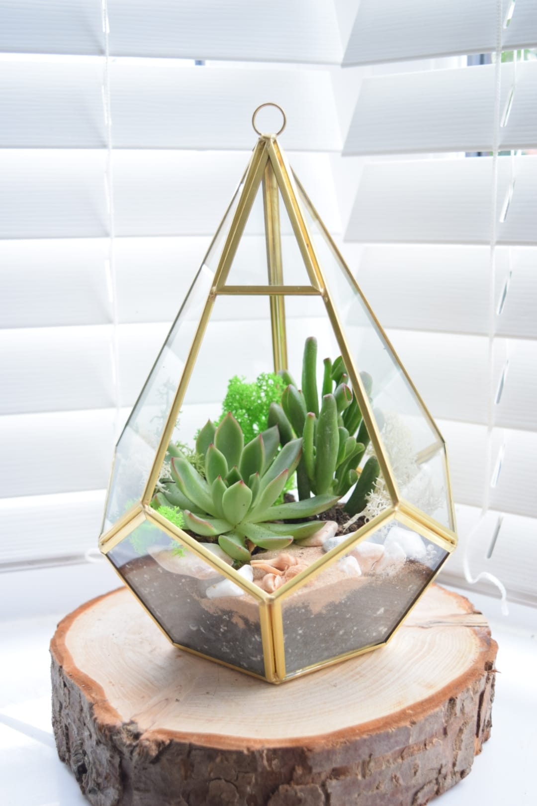 Geometric Terrarium Kit with Succulent or Cactus UK Plant Gift