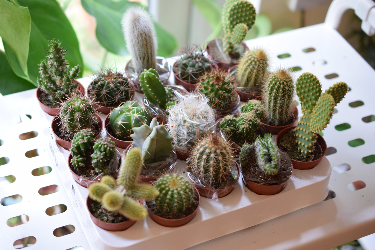 Black Terrarium Kit with Succulent or Cactus - Geometric Terrarium - Plant Lover Gift