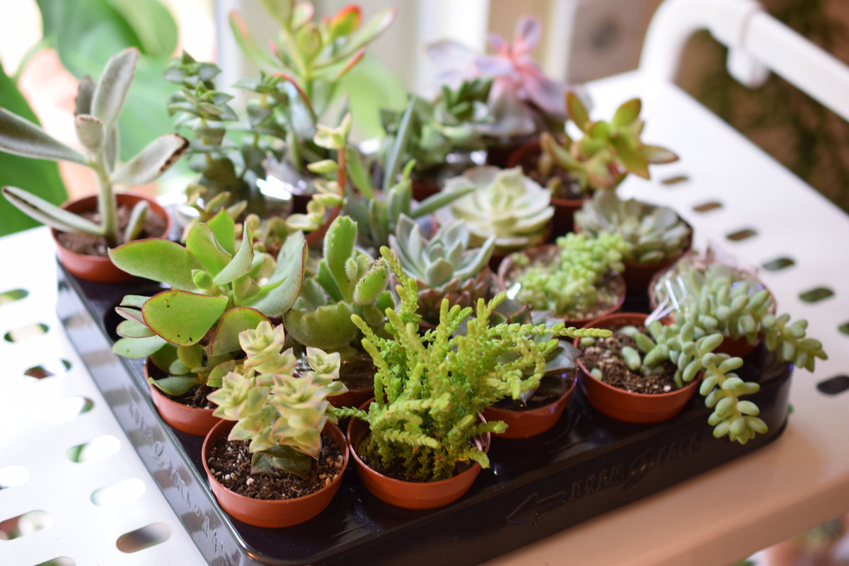 Black Succulent Terrarium Kit - DIY Terrarium - Plant Lover Gift
