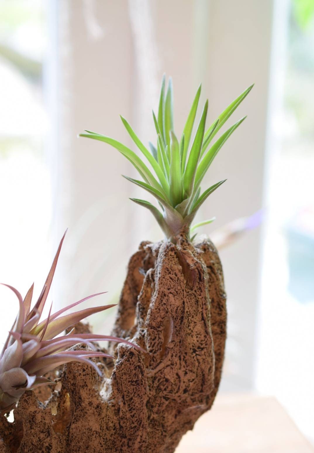 Air Plants and Artificial Driftwood Display with 2 Plants