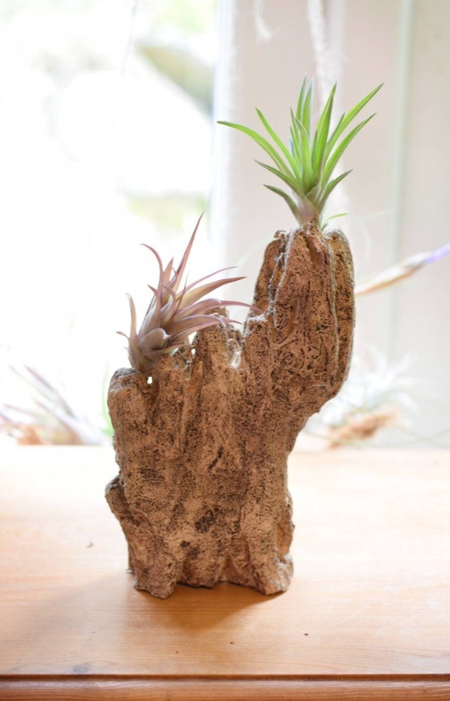Air Plants and Artificial Driftwood Display with 2 Plants