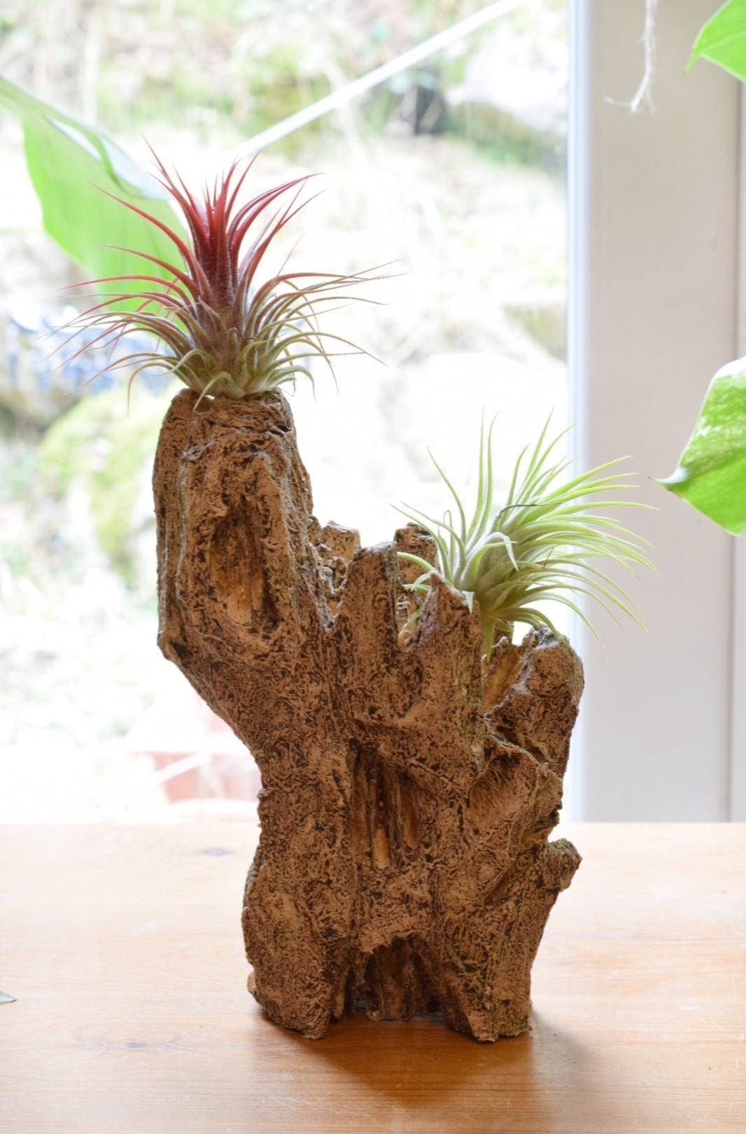 Air Plants and Artificial Driftwood Display with 2 Plants