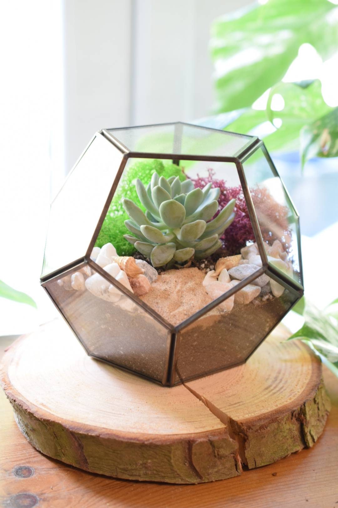 Black Terrarium Kit with Succulent or Cactus - Geometric Terrarium - Plant Lover Gift