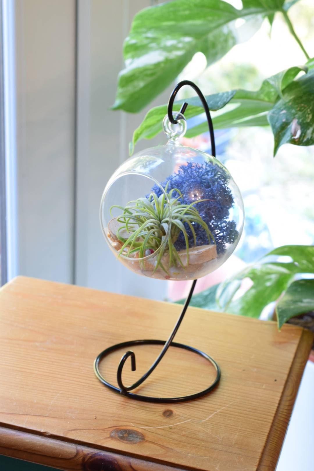 air plant terrarium uk DIY Air Plant Terrarium Kit with Display Stand – The Botanic Hub
