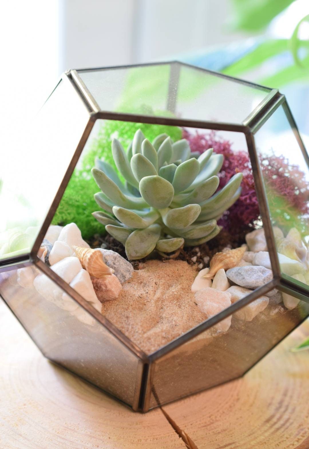 Black Terrarium Kit with Succulent or Cactus - Geometric Terrarium - Plant Lover Gift