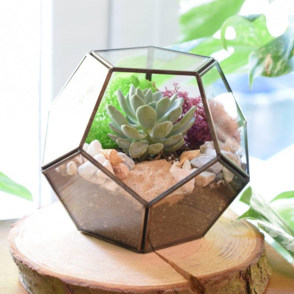 Black Terrarium Kit with Succulent or Cactus - Geometric Terrarium - Plant Lover Gift