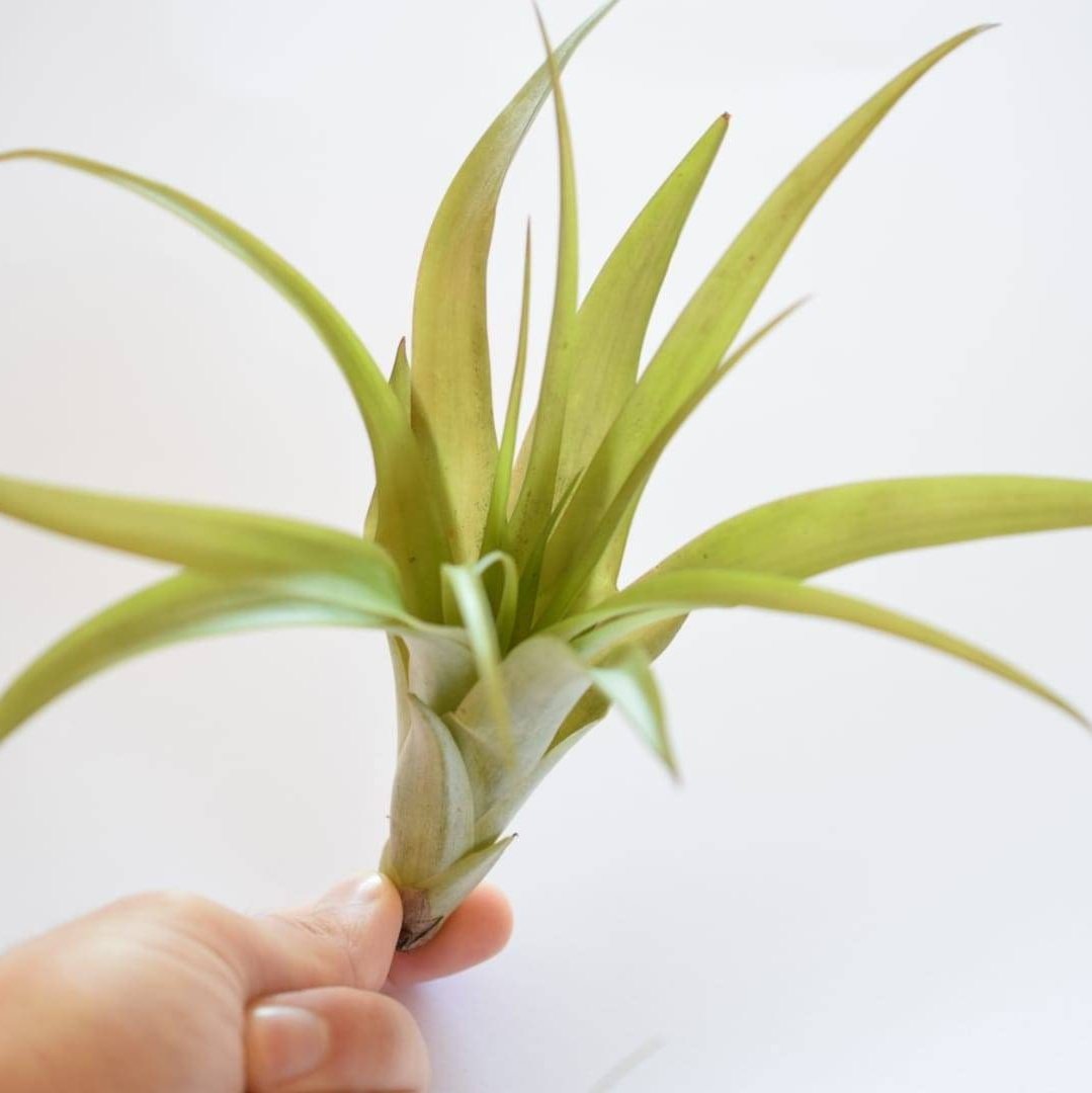 Air Plant Mix - Tillandsias - Plant Lover Gift