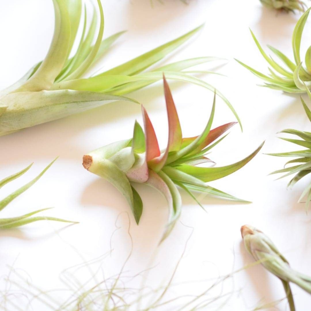 Air Plant Mix - Tillandsias - Plant Lover Gift