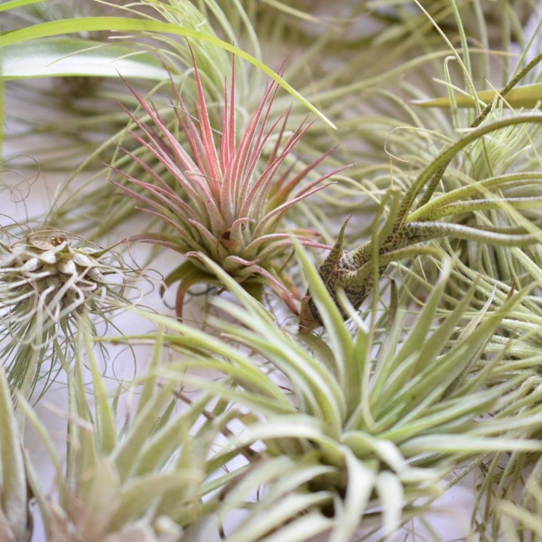 Air Plant Mix - Tillandsias - Plant Lover Gift