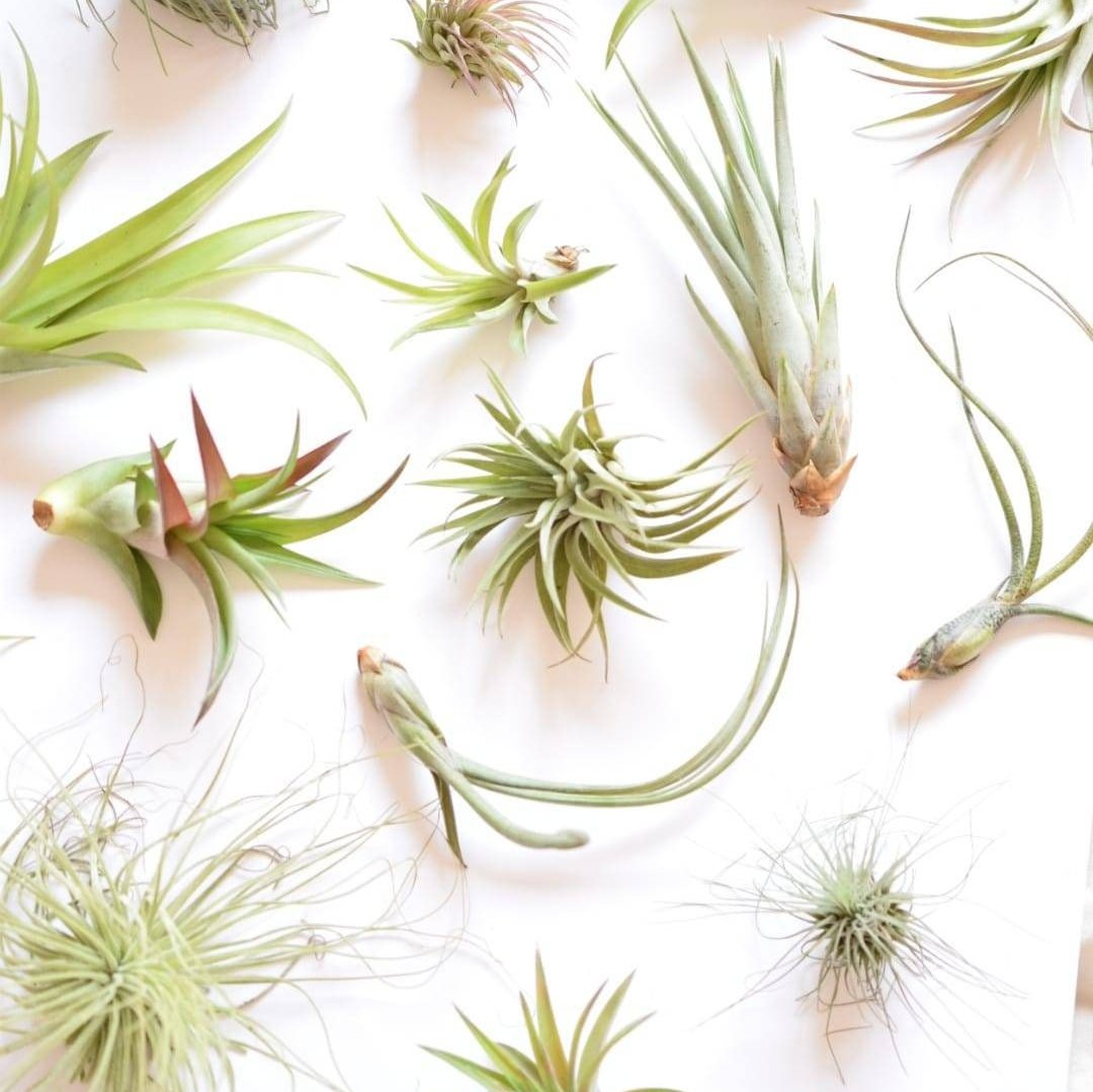 Air Plant Mix - Tillandsias - Plant Lover Gift