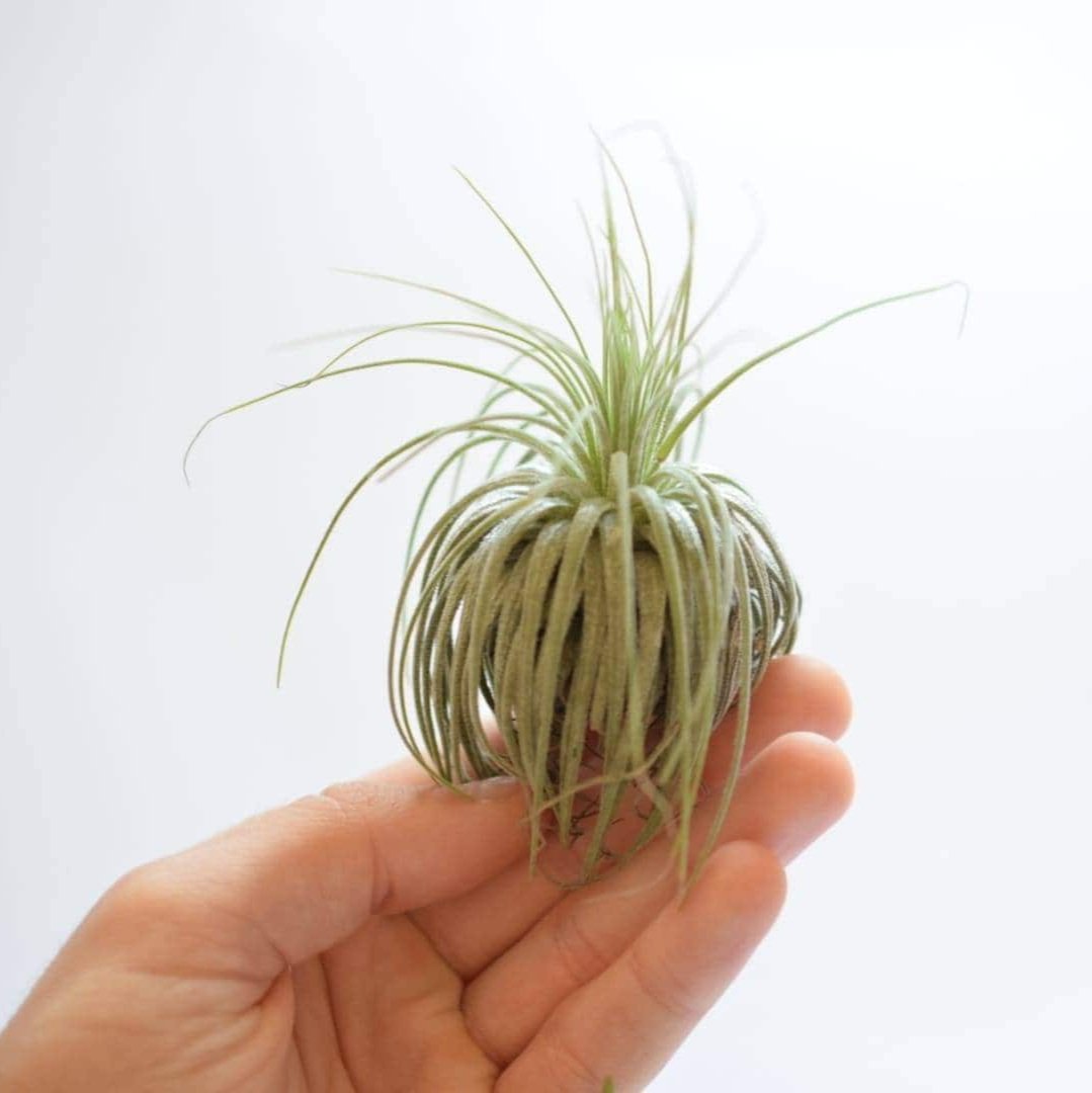 Air Plant Mix - Tillandsias - Plant Lover Gift