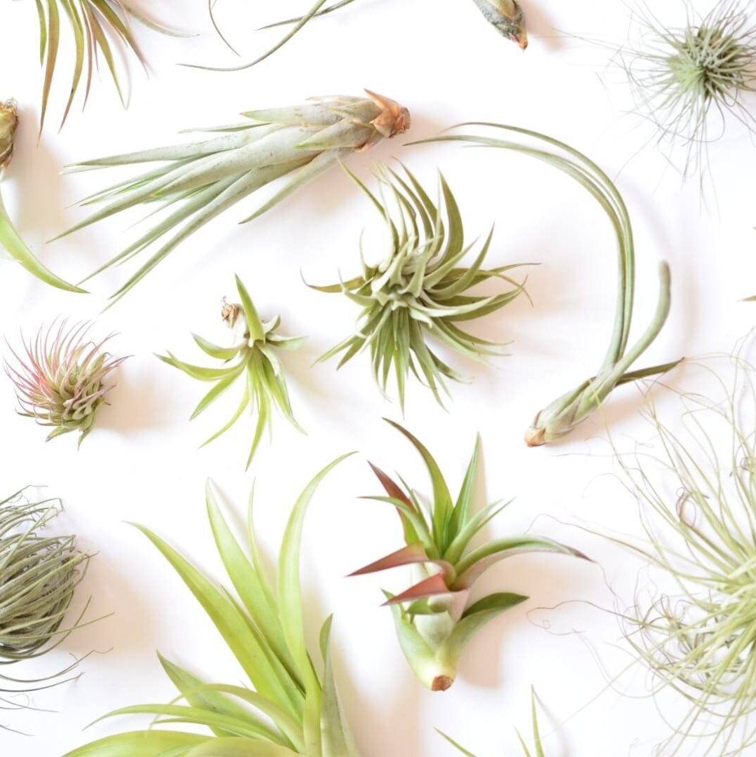 Air Plant Mix - Tillandsias - Plant Lover Gift